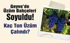 geyve bozörende 2 ton üzümü çaldılar
