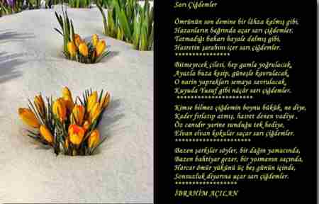 SARI ÇİĞDEMLER ŞİİRİ İBRAHİM AÇILAN-GEYVE