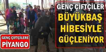 Genç Çiftçilere Büyükbaş Hayvanları Teslim Edildi