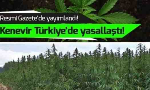 Kenevir Üretimine İzin Çıktı