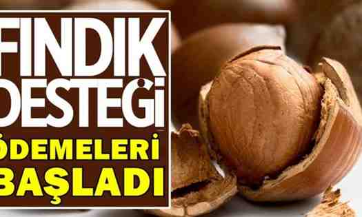 Geyve’de Fındık Desteklemeleri Ödeniyor