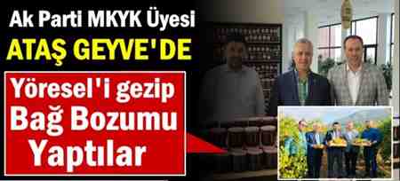 Ak parti MKYK Üyesi Ataş, Yöresel’i Gezip, Bağ Bozumu Yaptı