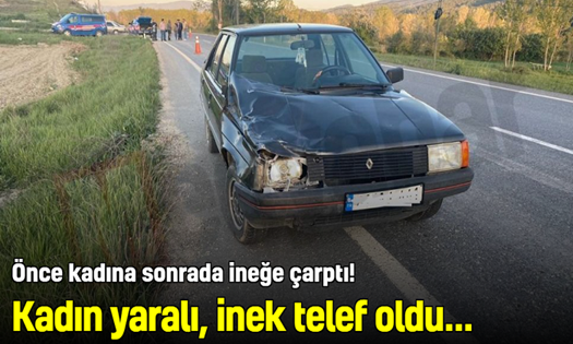 Önce kadına, sonra ineğe çarptı !