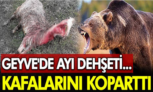 Geyve’de ayılar sürüyü parçaladı !