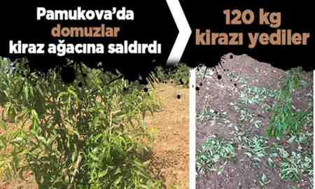 Domuzlar kiraz bahçesine saldırdı