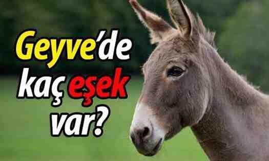 TÜİK’den ilginç istatistik : Geyve’de Kaç Eşek Var ?