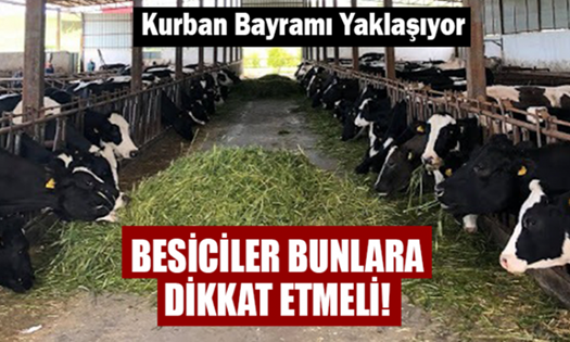 Kurbanlık Hayvanlar İçin Bunlara Dikkat !