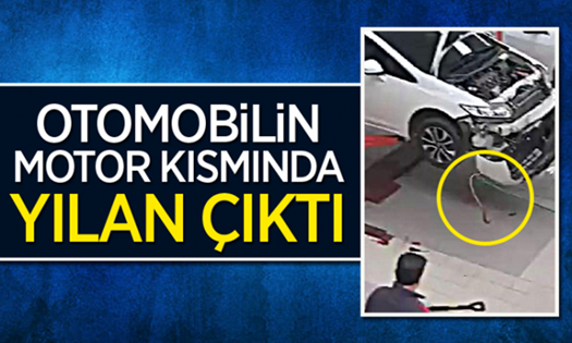 Otomobilden Yılan Çıktı !