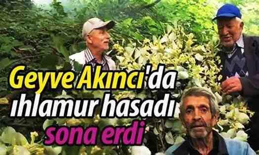 Geyve Akıncı’da ıhlamur hasadı sona erdi