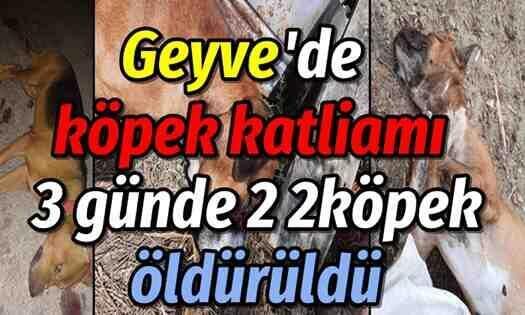 Geyve’de köpek katliamı! 3 günde 2 köpek öldürüldü..