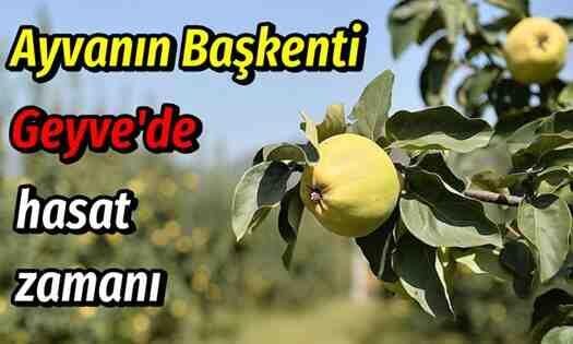 Ayvanın Başkenti Geyve’de Hasat Zamanı..