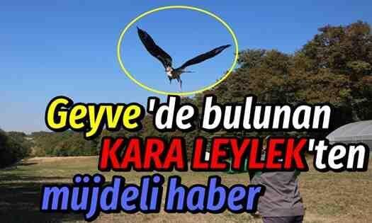 Geyve’de bulunan KARA LEYLEK doğaya salındı..