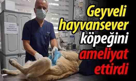 Geyveli hayvansever köpeğini ameliyat ettirdi