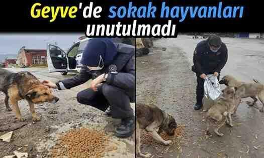 Geyve’de sokak hayvanlarını unutulmadı..