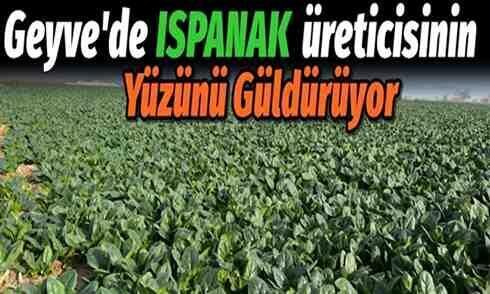 Geyve’de Yeşil Altın Ispanak Üreticisinin Yüzünü Güldürüyor.