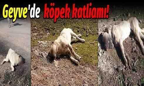 Geyve Sekiharman’da köpek katliamı!