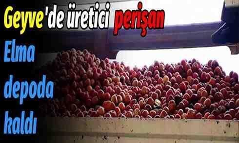 Geyve’de elma depoda kaldı! Üretici perişan..