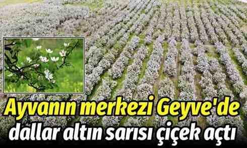Geyve’de ayva ağaçları çiçek açtı