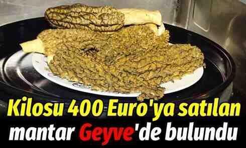 Kilosu 400 Euro’ya satılan mantar Geyve’de bulundu!