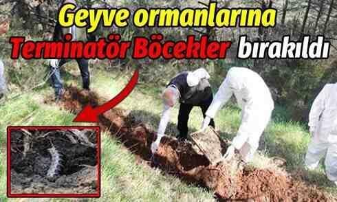 Geyve ormanlarına Terminatör Böcekler bırakıldı