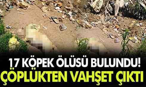 Çöplükten vahşet çıktı..17 köpek ölüsü bulundu!