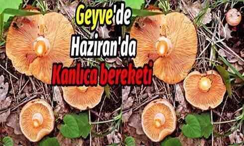 Geyve’de Haziran’da kanlıca bereketi