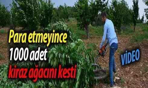 Para etmeyince 1000 kiraz ağacını kesti