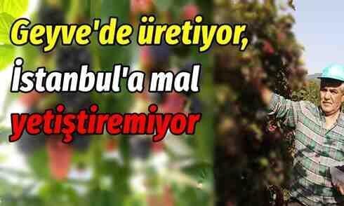 Geyve’de böğürtlen üretimi