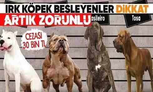 Kısırlaştırma ve kayıt zorunluluğu getirildi!
