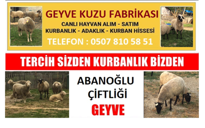 Abanoğlu Çiftliği Kuzu Fabrikası – Geyve Adaklık Kurbanlık Hayvan Çiftliği