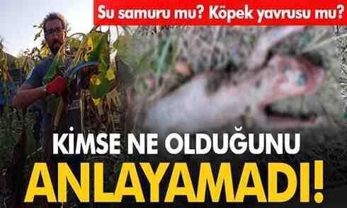 Kimse ne olduğunu anlayamadı! Su samuru mu? Köpek yavrusu mu?