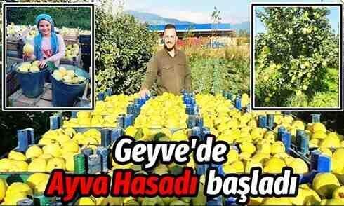 Geyve’de Ayva hasadı başladı…