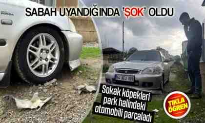 Sokak köpekleri park halindeki otomobili parçaladı!