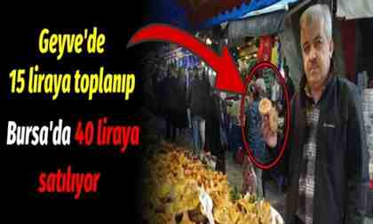 Geyve’de 15 liraya toplanıp Bursa’da 40 liraya satılıyor