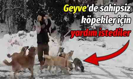 Geyveli hayvanseverlerin çığlığı: “Lütfen yiyecek gönderin açlıktan ölecekler”