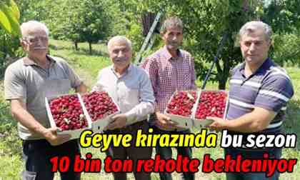 Geyve kirazında bu sezon 10 bin ton rekolte bekleniyor