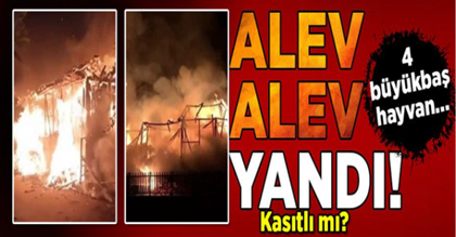 Alev alev yandı! 4 büyükbaş…