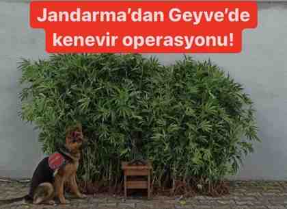 Geyve’de 145 kök kenevir ele geçirildi