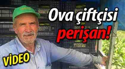 Ova çiftçisi perişan!