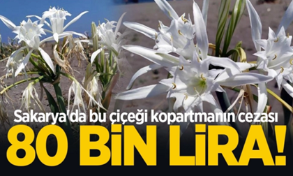 Sakarya’da bu çiçeği kopartmanın cezası 80 bin lira!