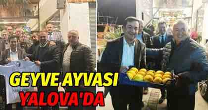 Geyve Ayvası, Yalova’da