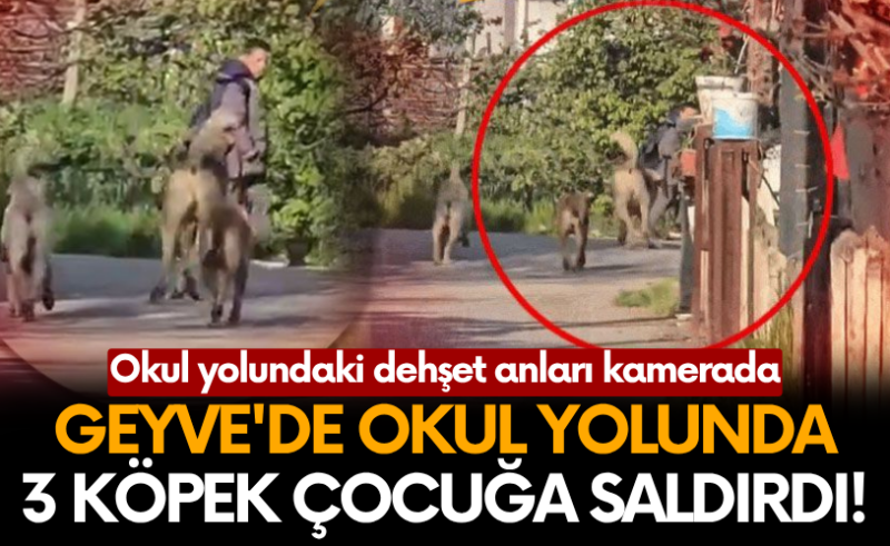 Geyve’de okul önünde 3 köpek çocuğa saldırdı!