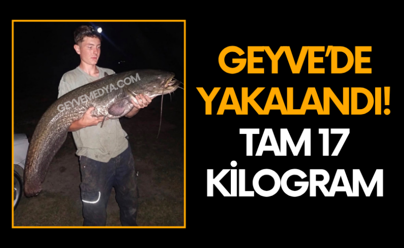Geyve’de Sakarya Nehri’nde Yakalandı! Tam 17 Kilogramlık Yayın Balığı