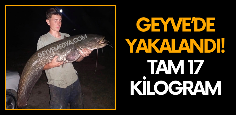 Geyve’de Sakarya Nehri’nde Yakalandı! Tam 17 Kilogramlık Yayın Balığı