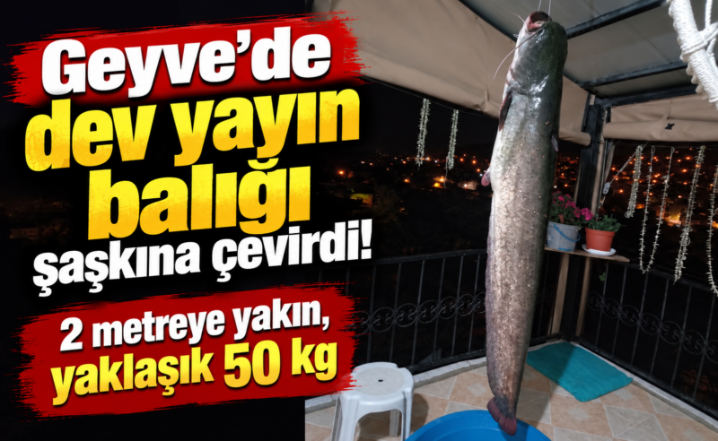 Geyve’de dev yayın balığı şaşkına çevirdi!