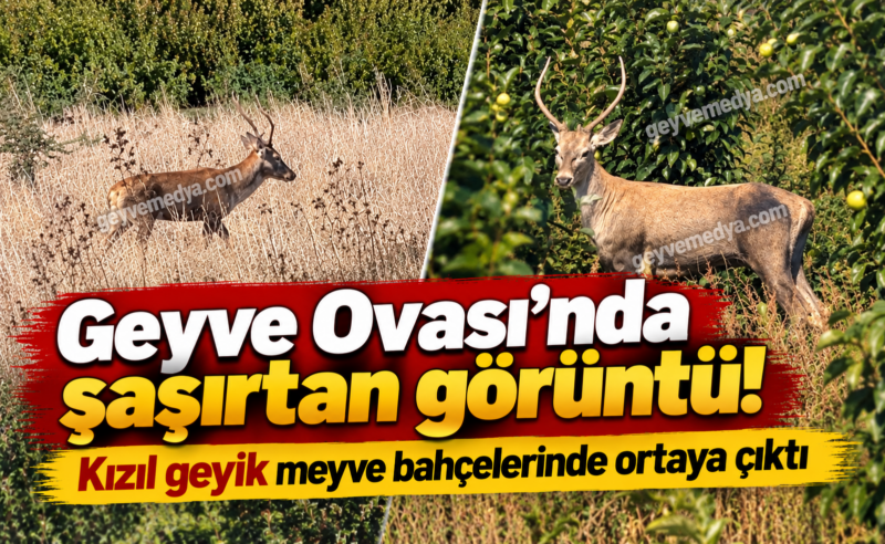 Geyve Ovası’nda şaşırtan görüntü! Kızıl geyik meyve bahçelerinde ortaya çıktı