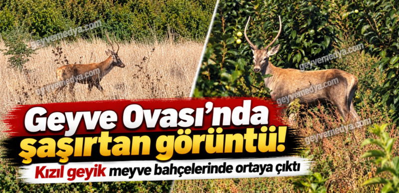 Geyve Ovası’nda şaşırtan görüntü! Kızıl geyik meyve bahçelerinde ortaya çıktı