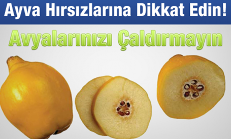 Ayva Hırsızlarına Dikkat Edin!!