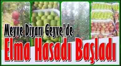Geyve’de Elma hasadı başladı