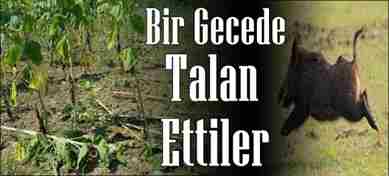 Domuzlar Bahçeyi Talan Etti
